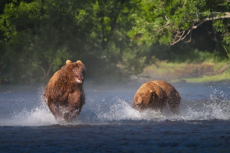 медведи,камчатка,медведь,медвежата Погоня фото превью