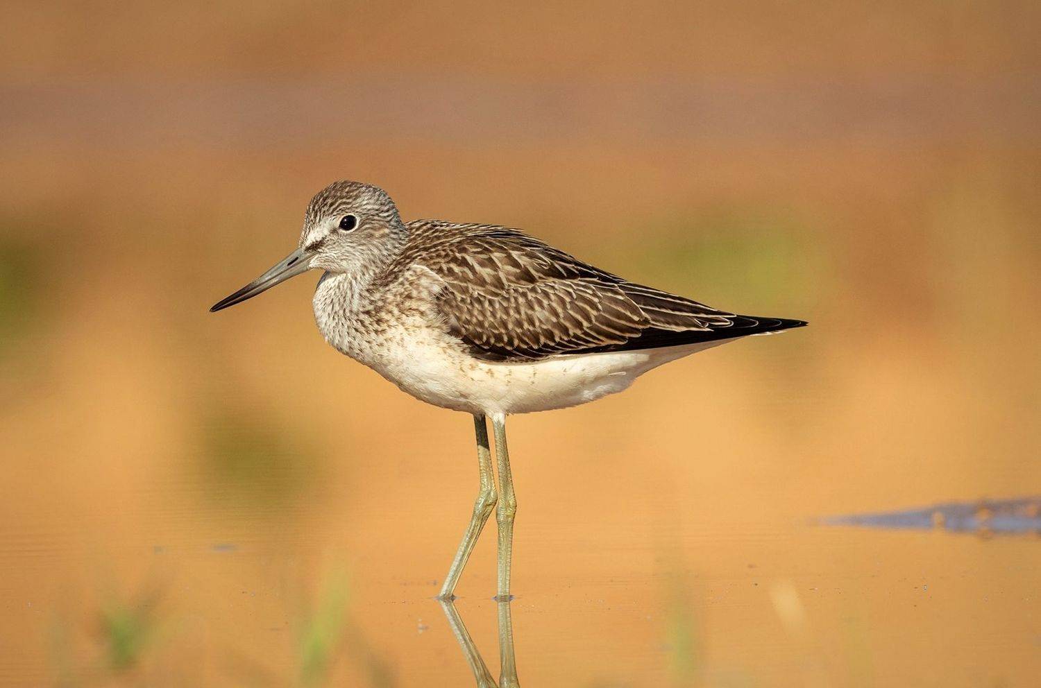 большой улит, кулик, утро, птица, фотоохота, birds, Павел Краснослободцев
