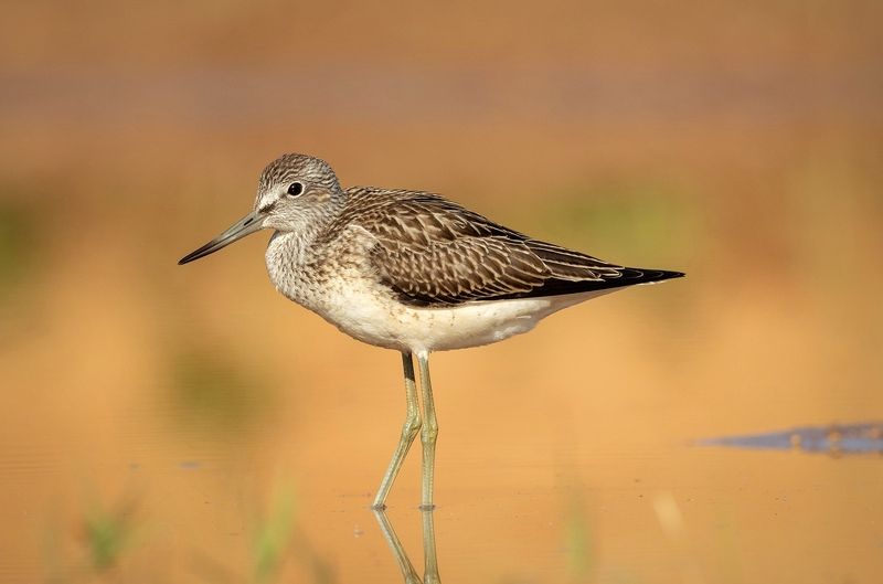 Большой улит фото превью