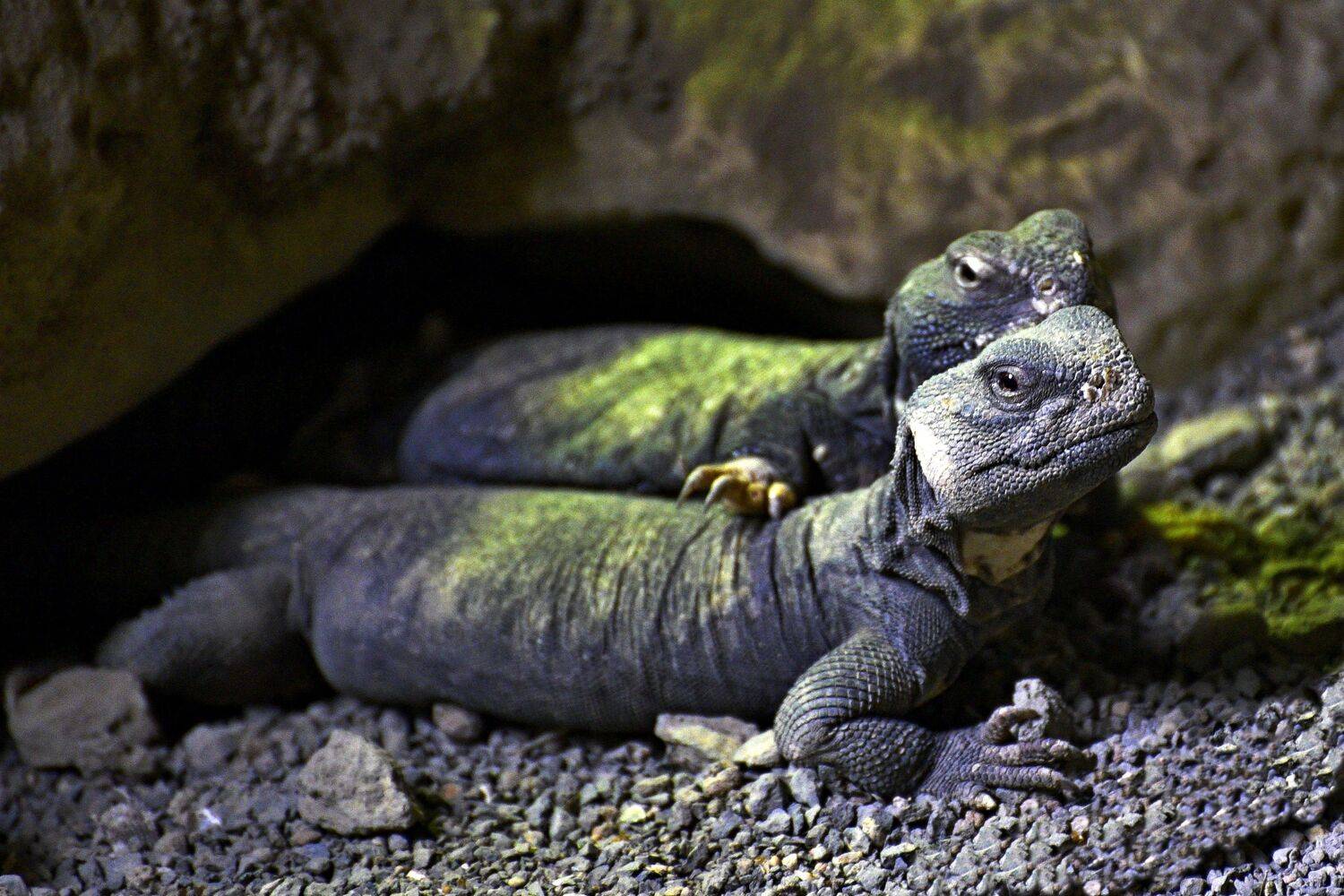 , Корнейчук Игорь