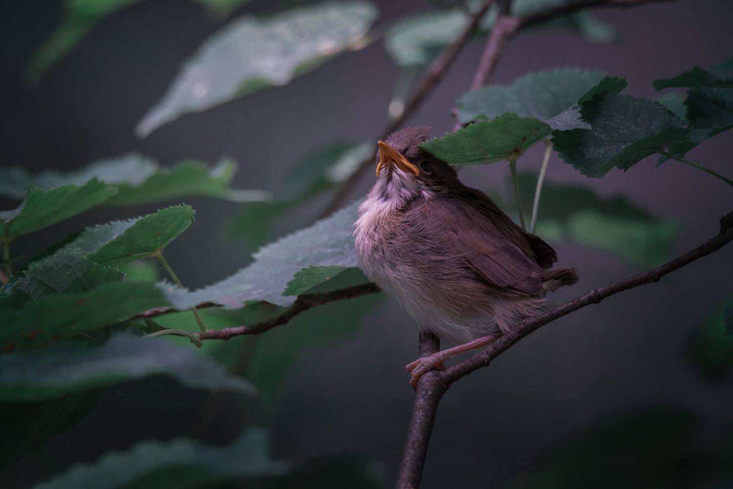 природа, лес, поля, огороды, животные, птицы, макро, Посевич Дмитрий
