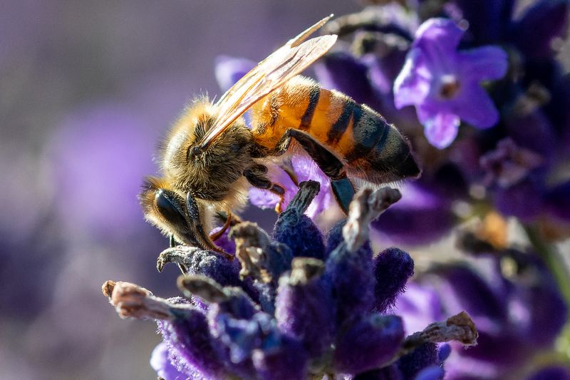 Bite фото превью