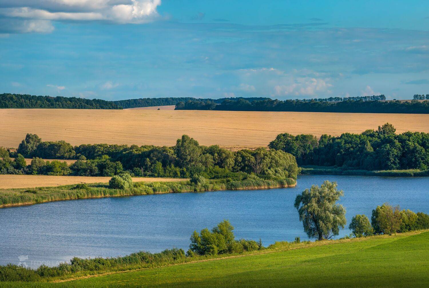 белгородская область, лето, июль, летнее, сельскохозяйственное поле, полевое, поля, облака, облачно, пруд, водоём, озеро, поле пшеницы, пшеница, ива, дерево,, Лашков Фёдор