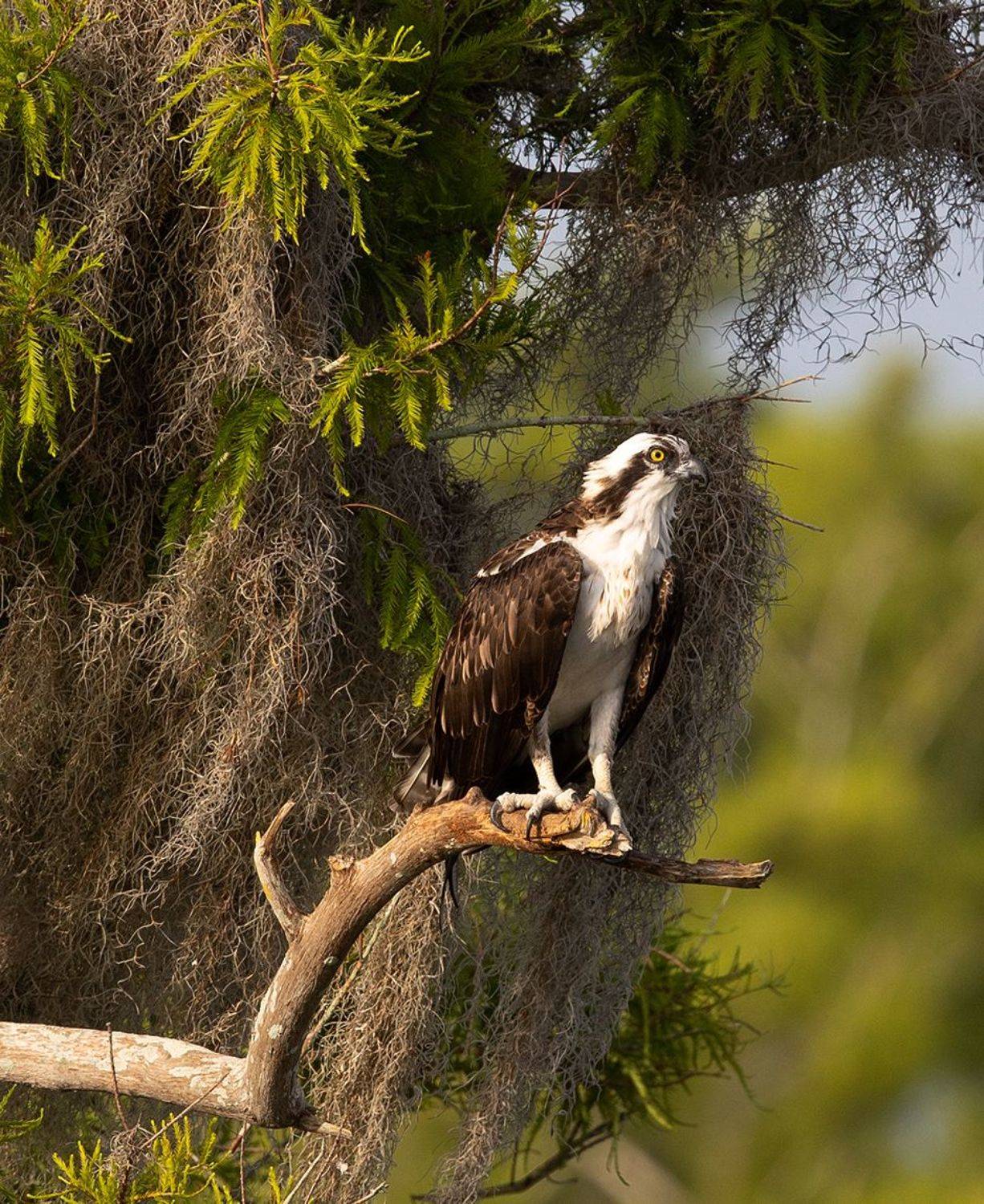cкопа, osprey, florida, хищные птицы, wildlife, Etkind Elizabeth