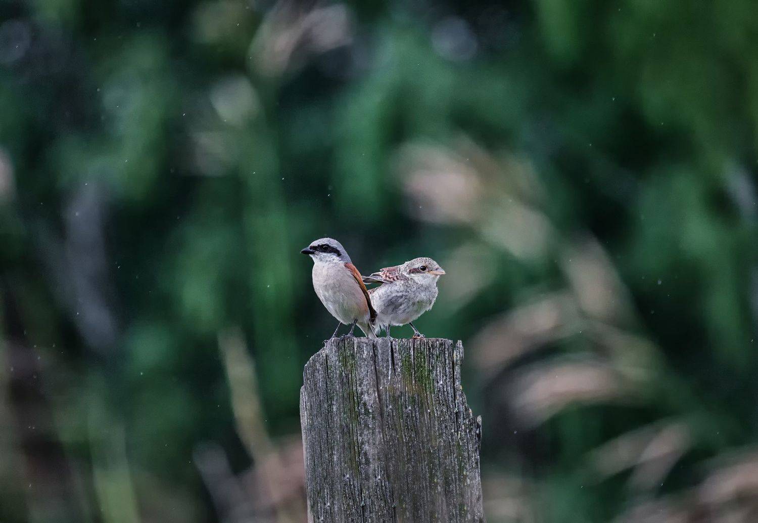птица, жулан, утро, дождик,, Марина Мочалова