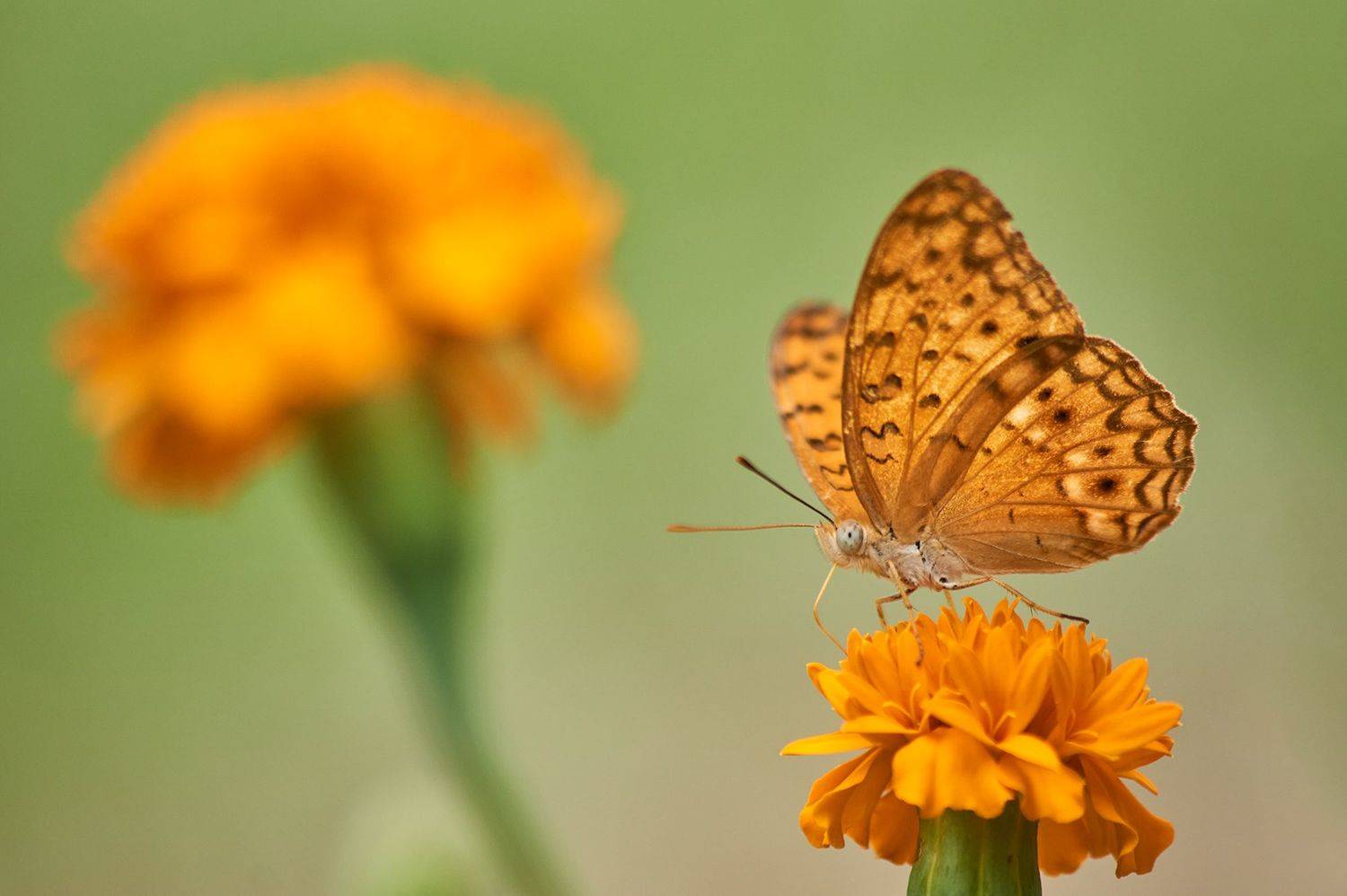 , Sonnadara Kushan Madushanka