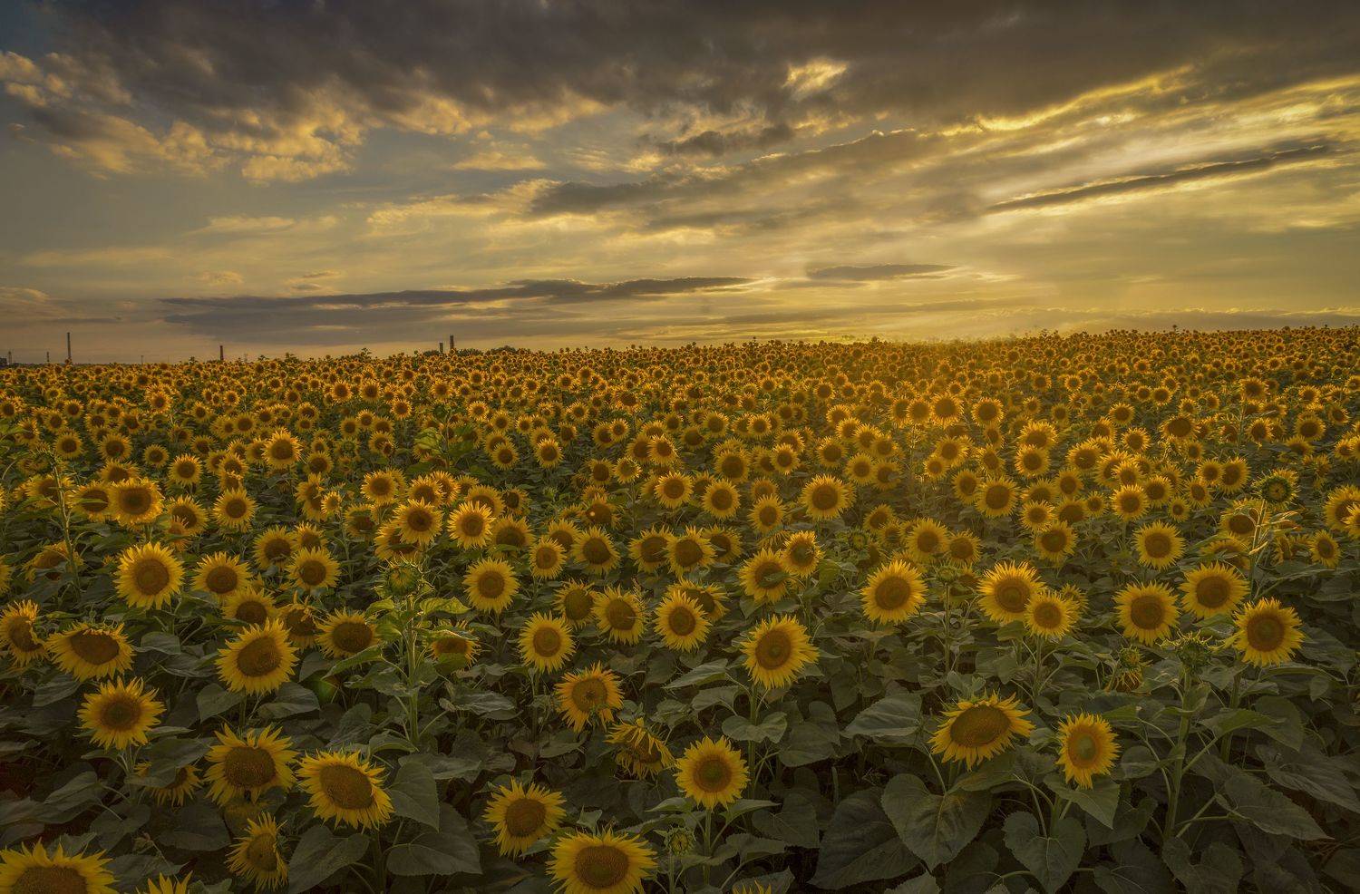 Тульская область, Гусева Елена