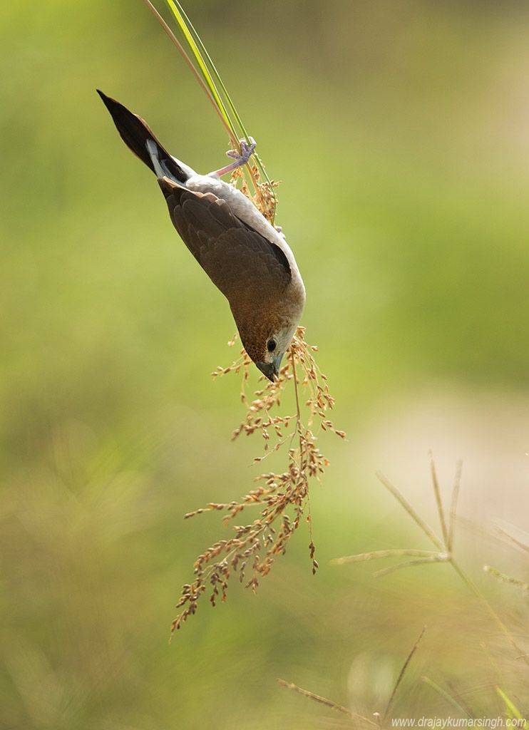 silverbill, Dr Ajay Kumar Singh