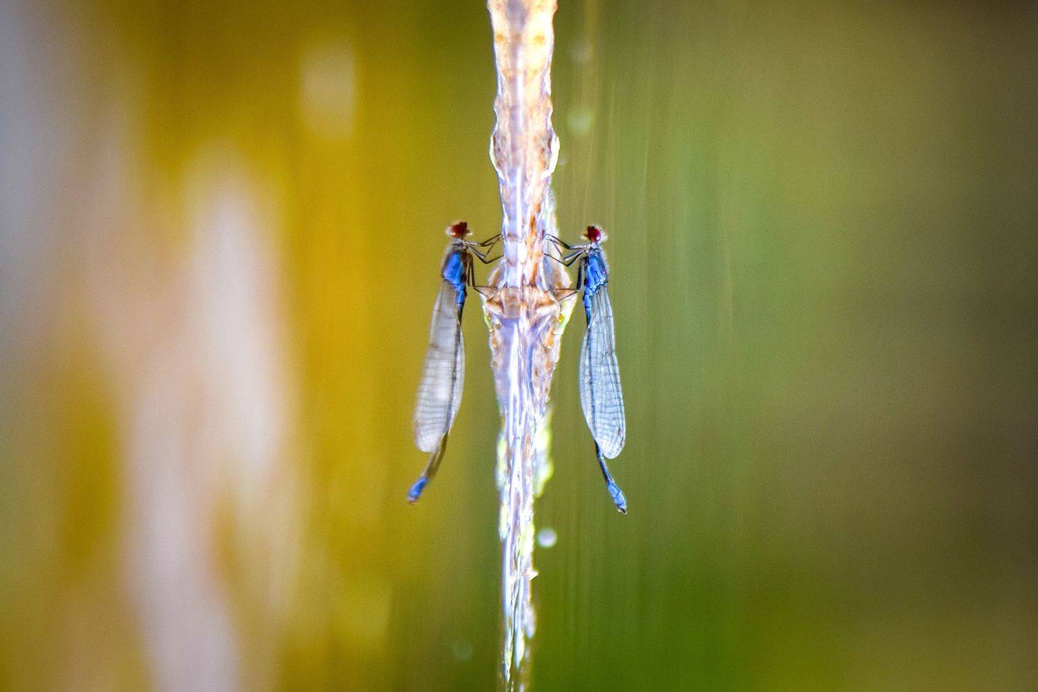 макро, весна, стрекоза, насекомые, луг, покой, мир, красота, макромир, созерцание, вчувствование, Быканова Виктория