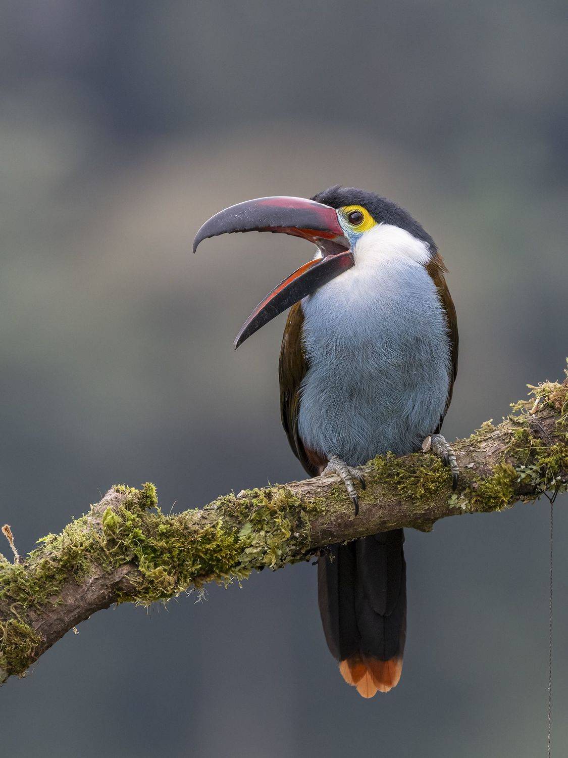 , Burgalin Sequeira Fernando