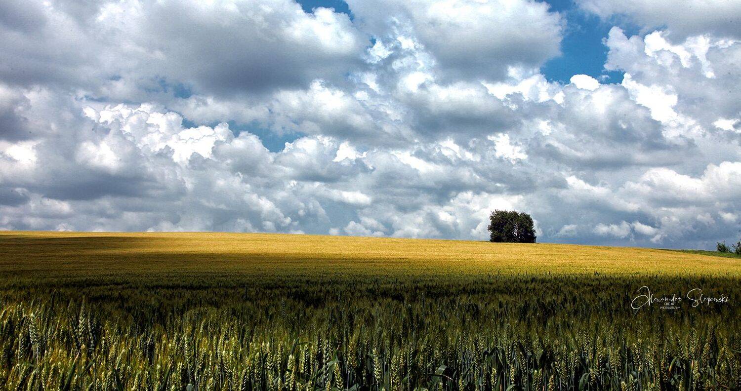 August, Alexander Slepcowski