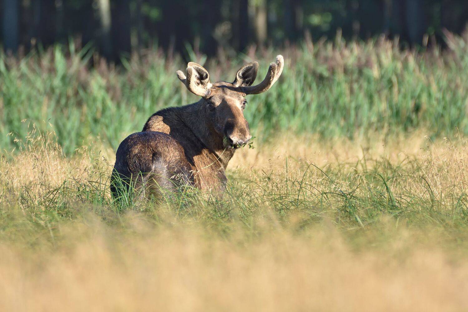 лес,животные,лось, Виталий Полуэктов