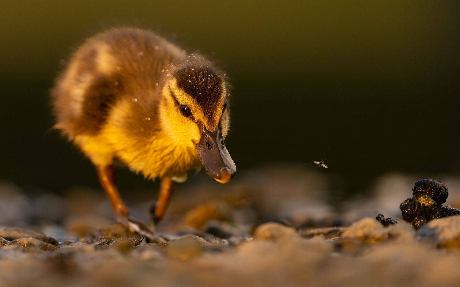 , Robert Adamec