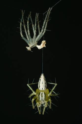 Отбросив старые коньки