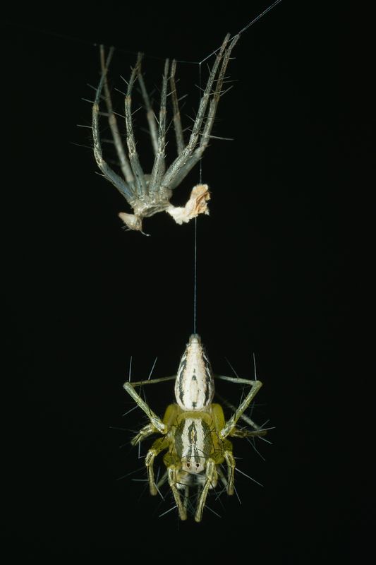 вега11у,макро,паук,ставрополь,паукрысь Отбросив старые коньки фото превью