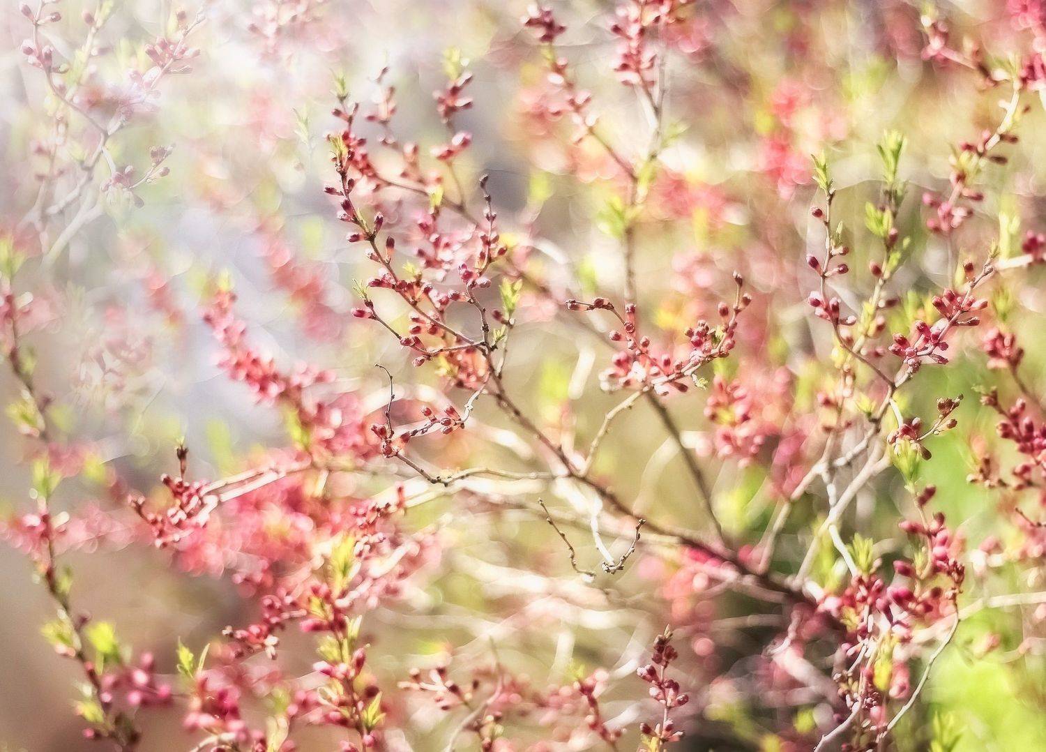 миндаль,весна, Лайко Марина