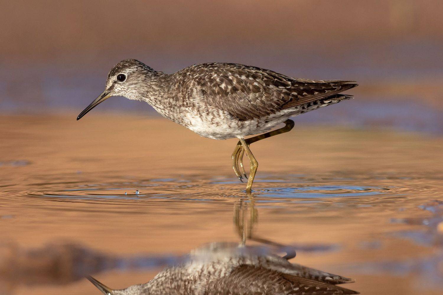 Фифи, кулик, птица, фотоохота, утро, birds, Павел Краснослободцев