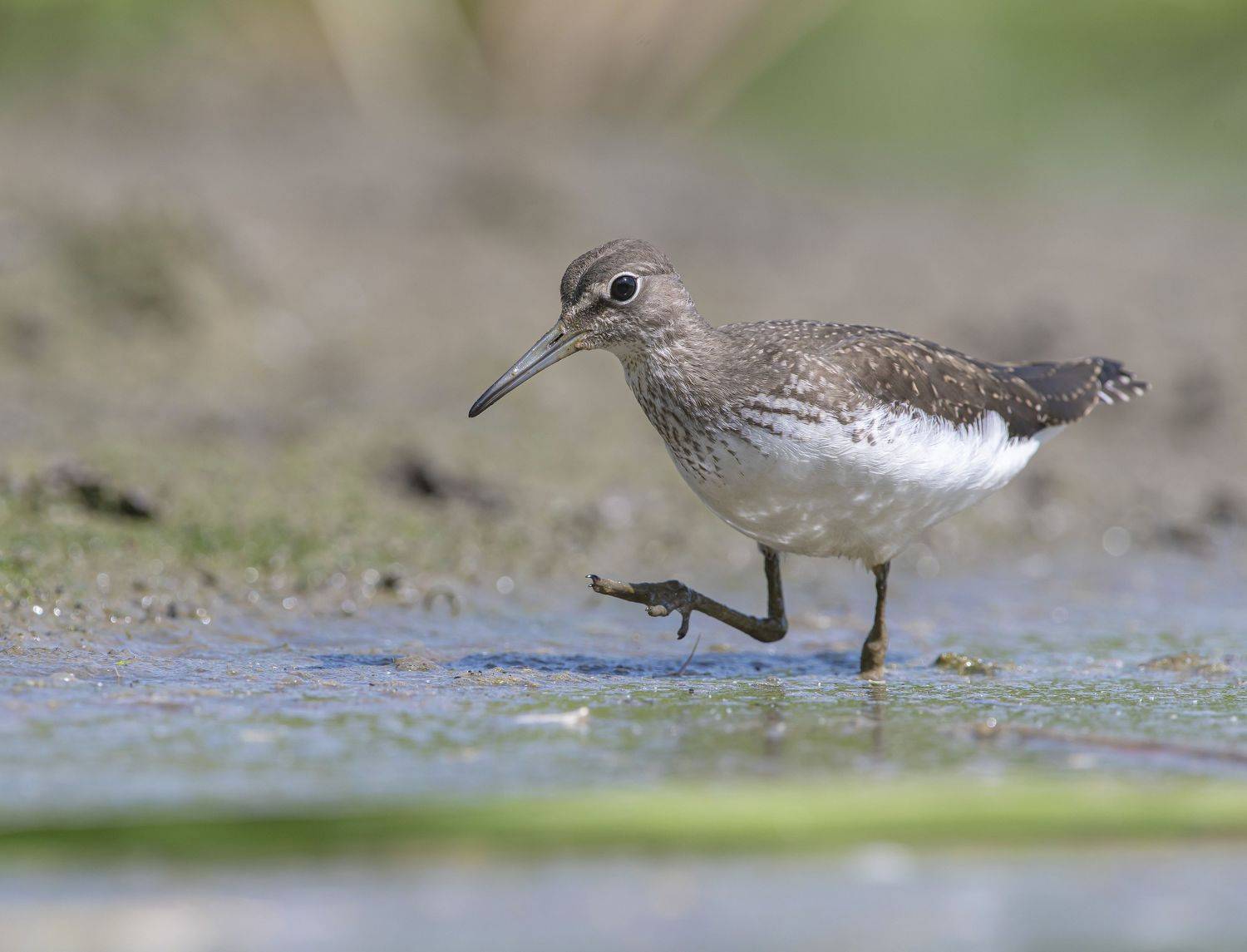 птицы,природа, лето, Андрей Киселёв