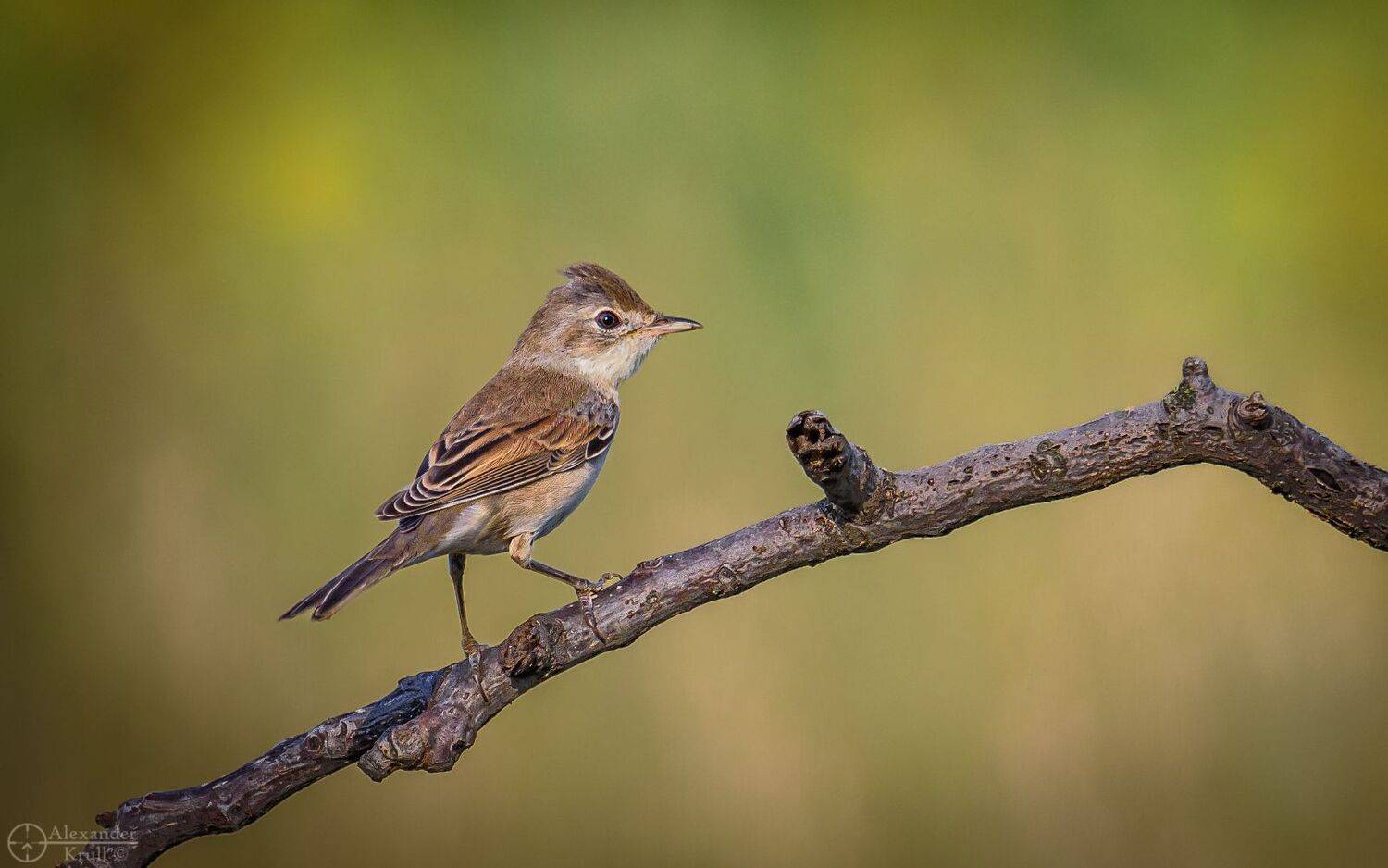 , Александр Круль