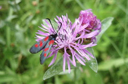 Пестрянка таволговая (Zygaena filipendulae).