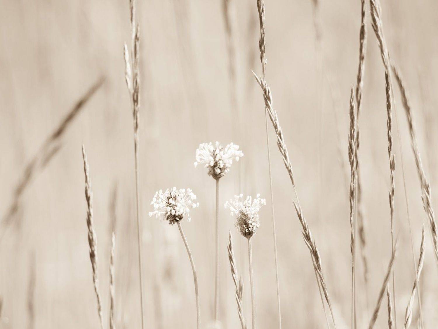 , Курзина Елена