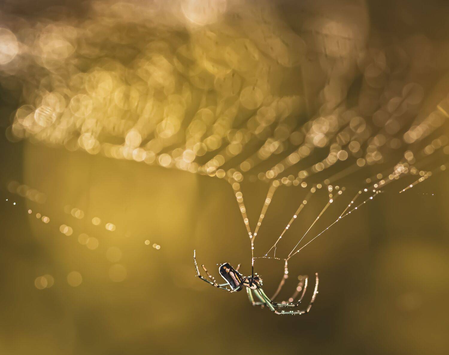 spider, animal, wild, insect, arachnid, leaf, macro, web, sunset, rain, drops, water,, Atul Saluja