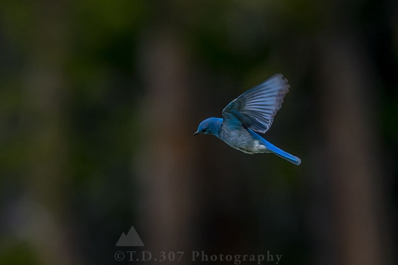 Hover фото превью
