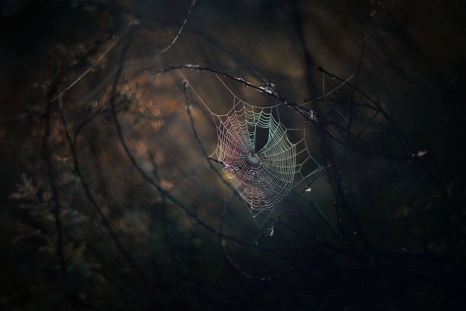 , Лапшина Владлена