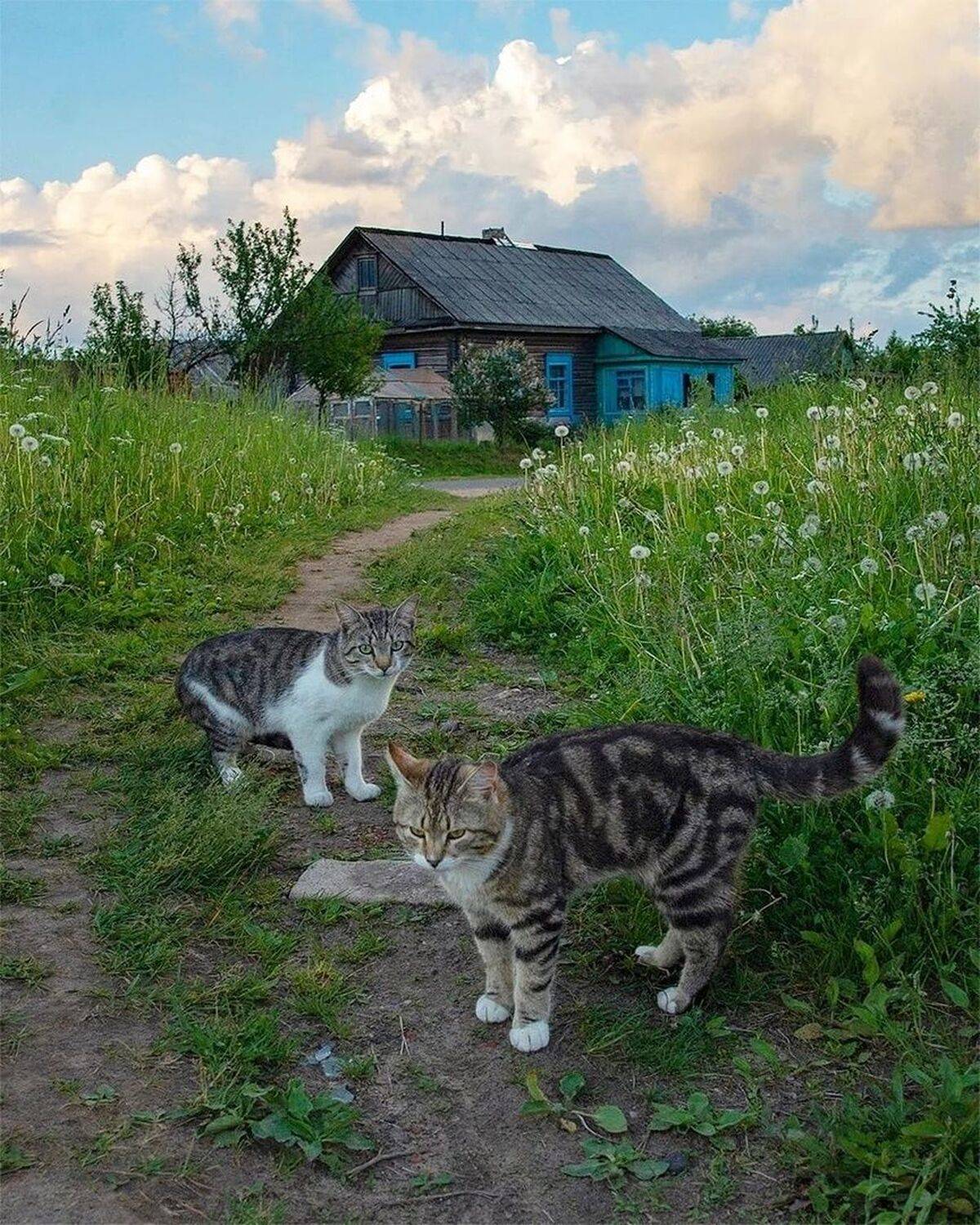 , Петр Косых