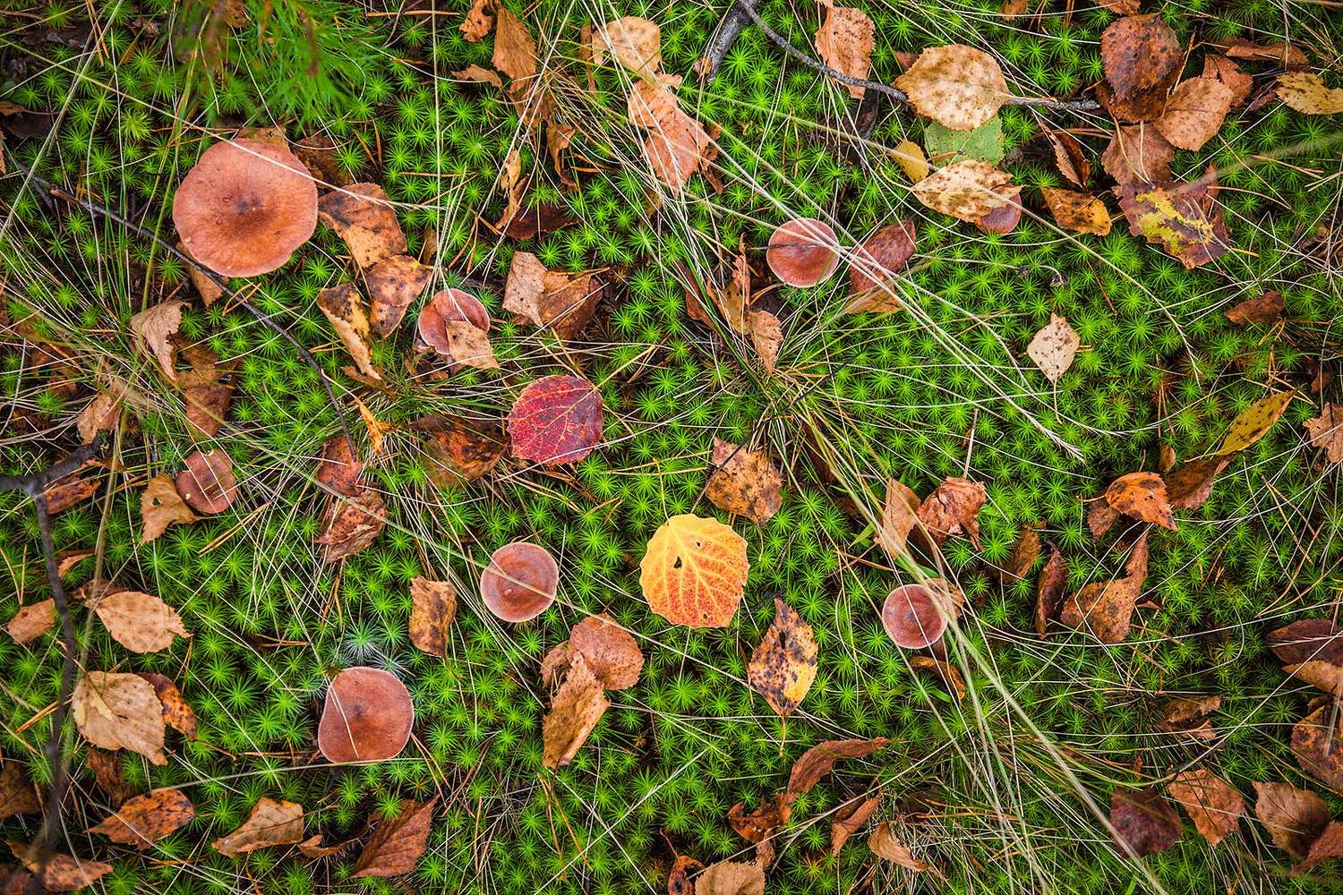 , Напалкин Станислав