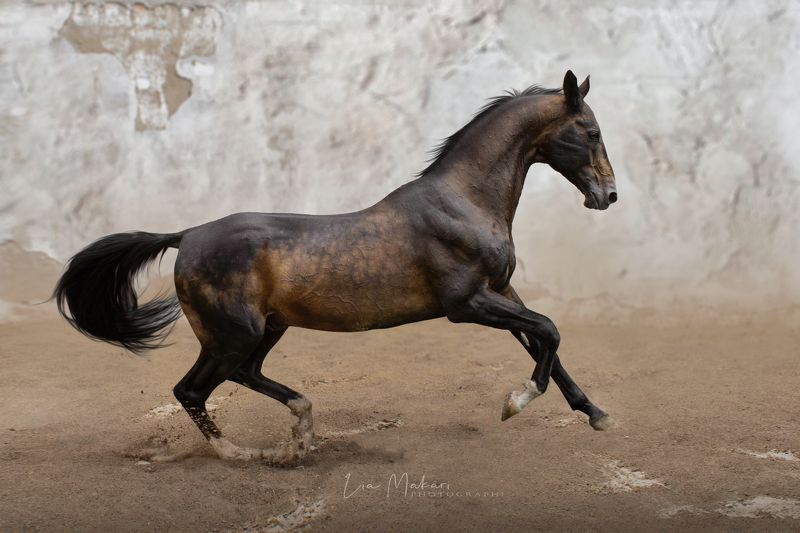 Лошадь, лошади, ахалтекинец, horse, ahalteke Айлазат фото превью
