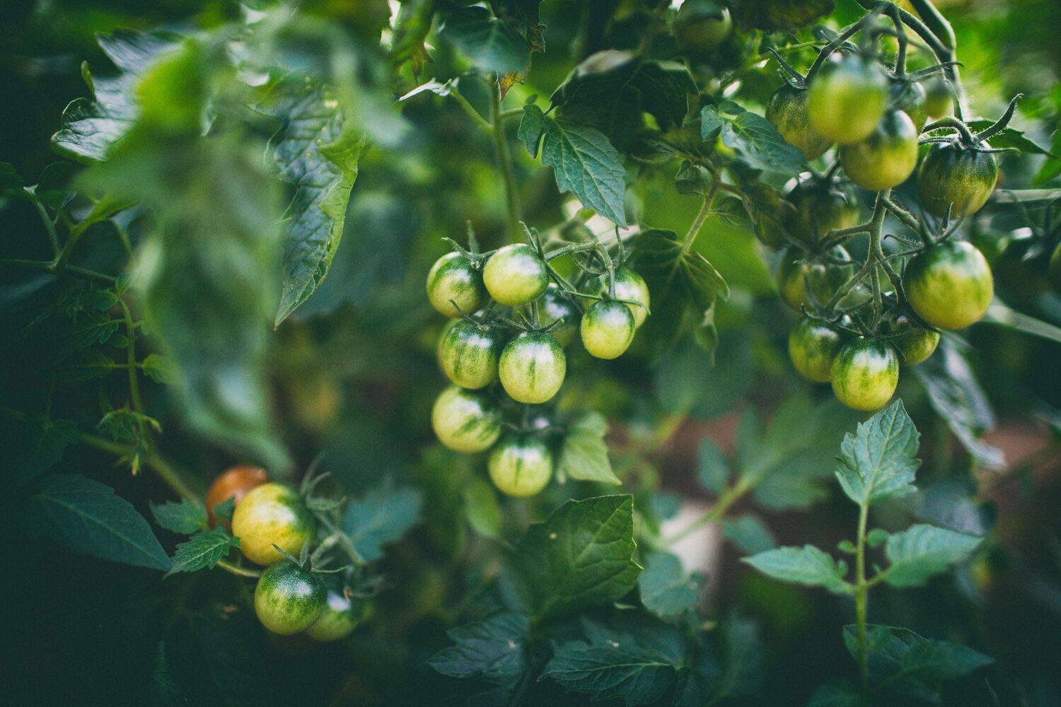 tomato, Lilia Tkachenko