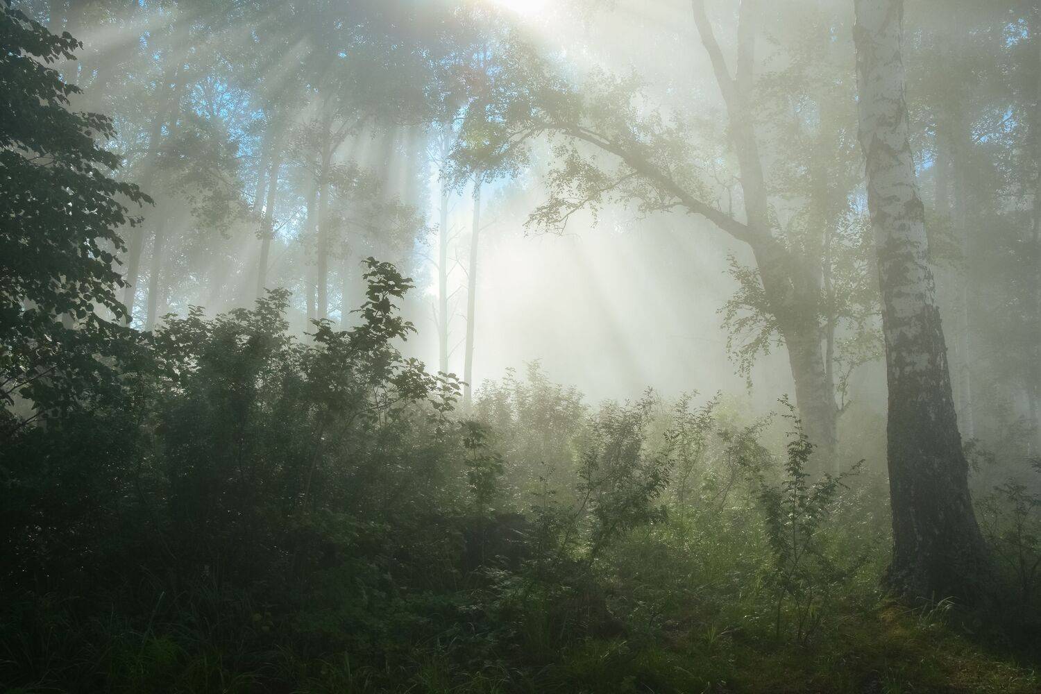 сибирь, таштагольский район, кузбасс, утро, лето, лучи, солнца, туман, деревья, лес, Холзаков Вячеслав