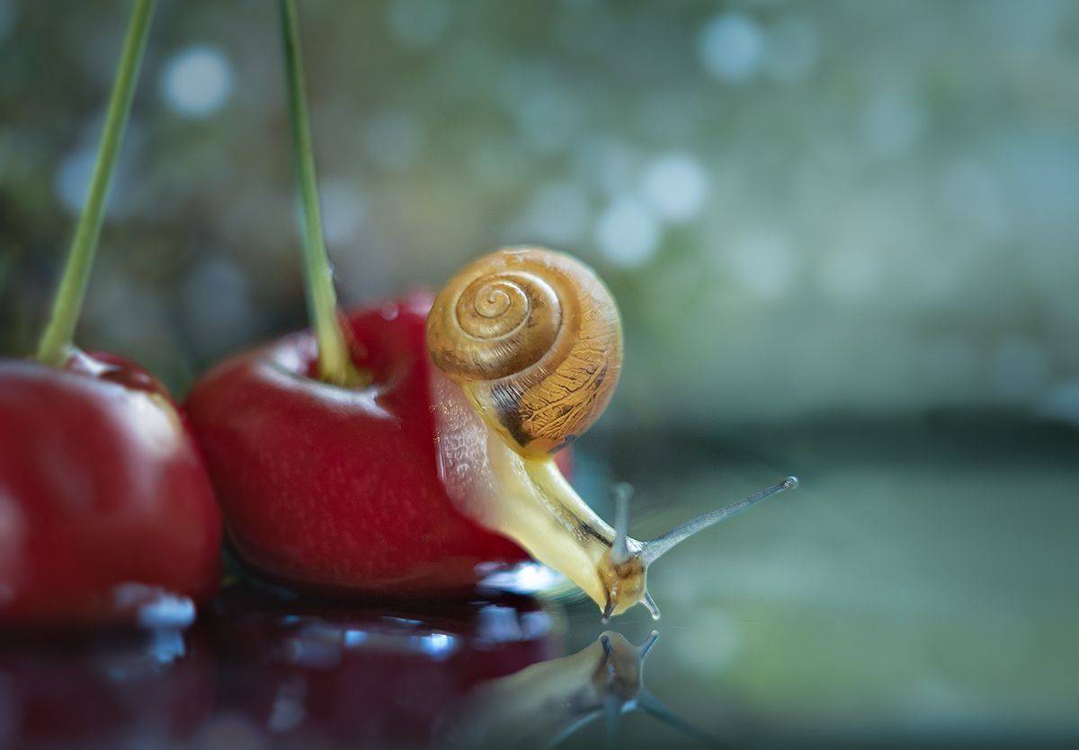 улитка, макро, озеро, лес, вишня, макрофотография, macro, snail, forest, волшебное макро, magic macro, Хилько Марина