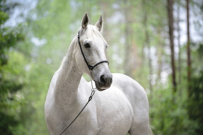 Прогулка в лес фото превью