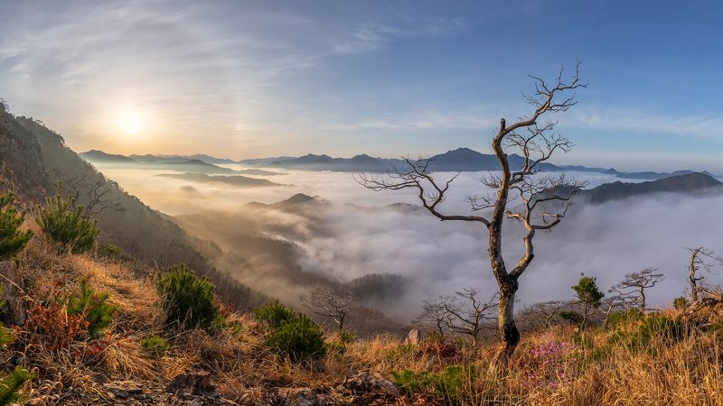 Dead tree and solar halo