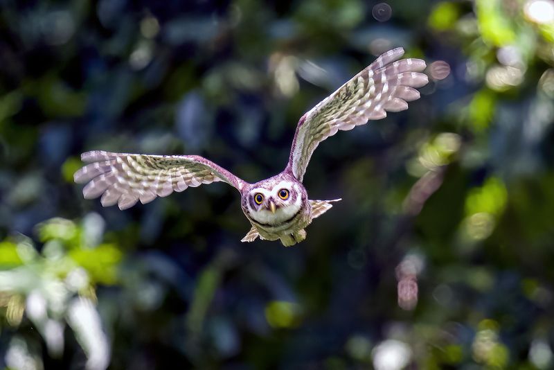 Owl in flight  фото превью