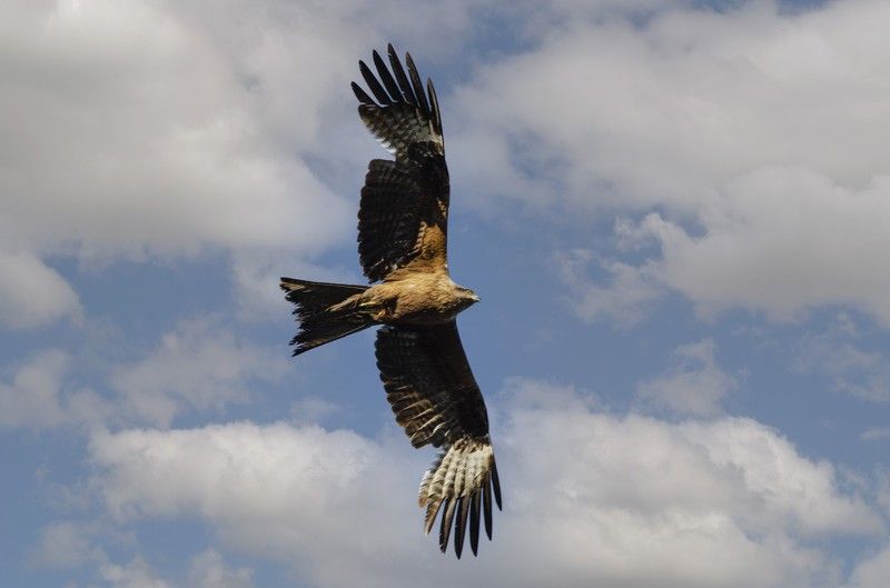 Коршун фото превью