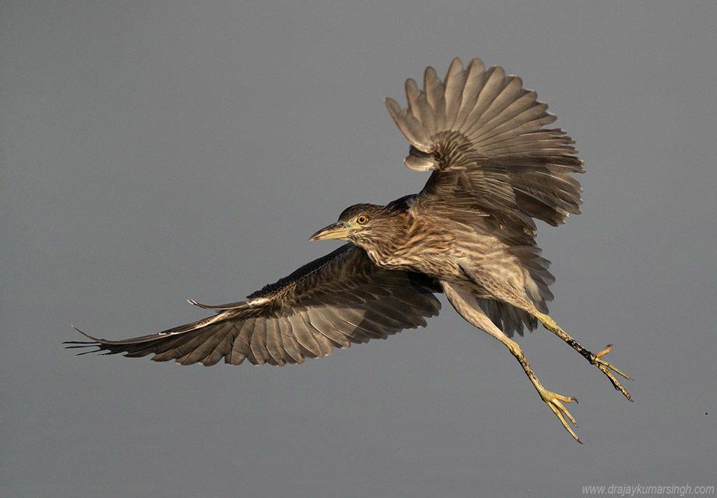 heron, Dr Ajay Kumar Singh