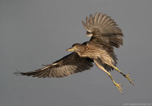 Black crowned night heron