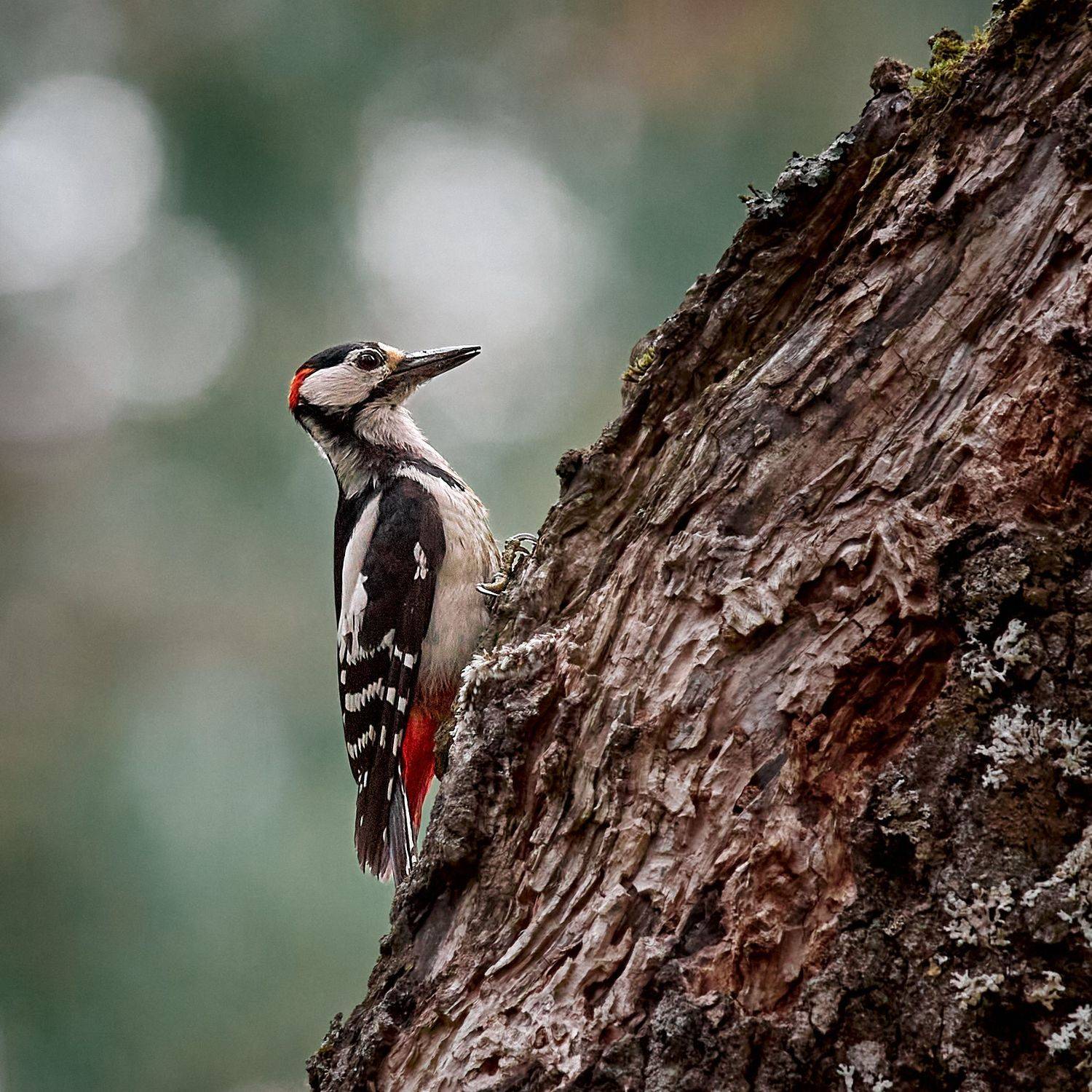 дятел птица, Mikhail Khmelevskiy