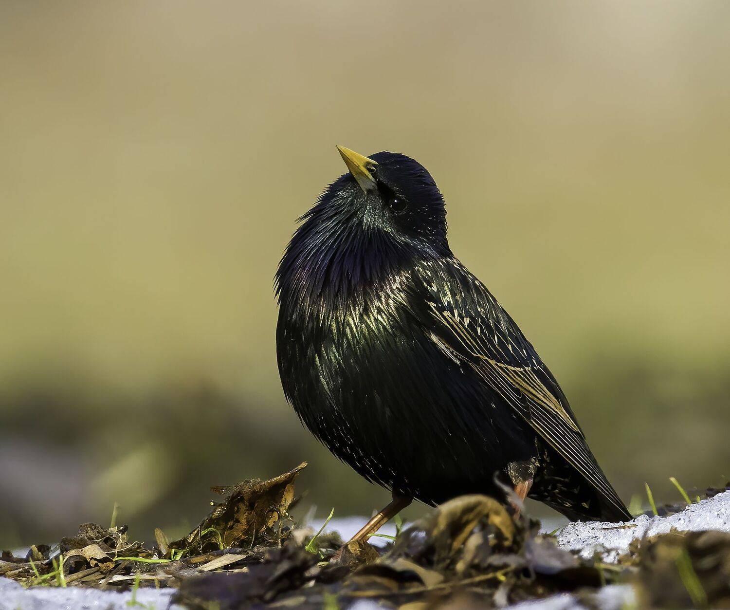 птицы, фотоохота, природа, природароссии, мир животных, birdwatching, birds, starling, скворец, Михаил Ездаков
