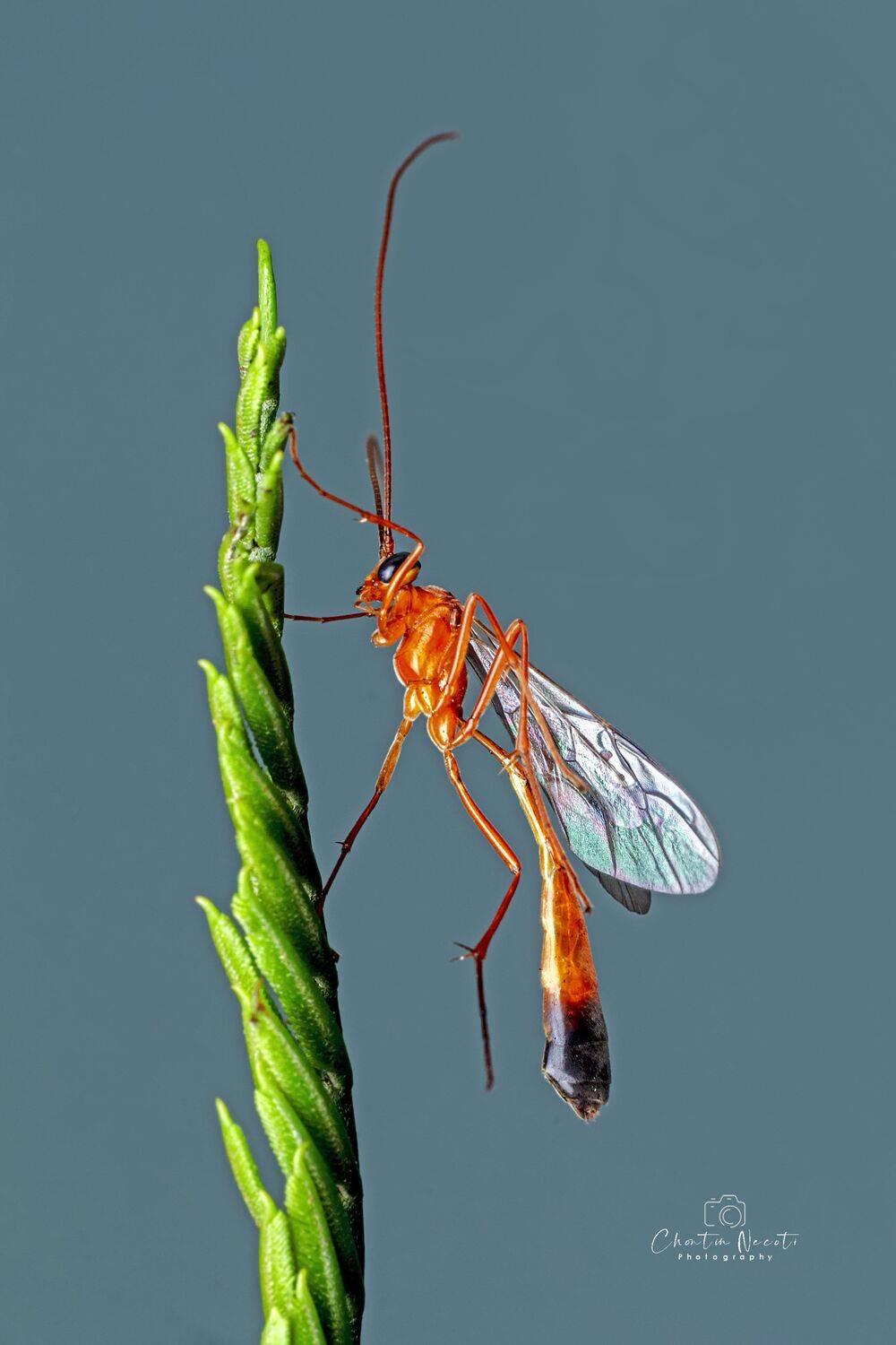 Netelia producta, nature, natural, animal, insect, macro, outdoor, outside, focus, green, orange, small, little, NeCoTi ChonTin