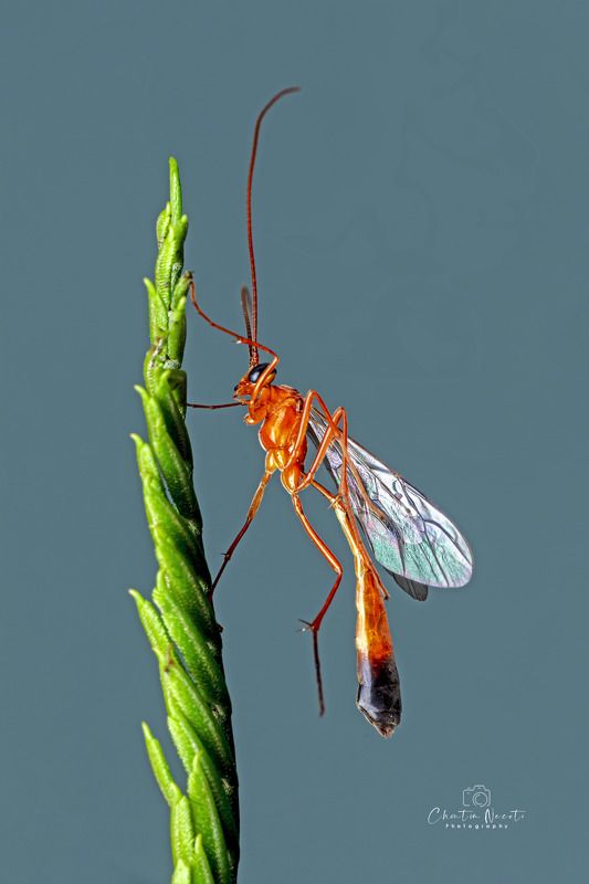 Netelia producta, nature, natural, animal, insect, macro, outdoor, outside, focus, green, orange, small, little Netelia producta фото превью