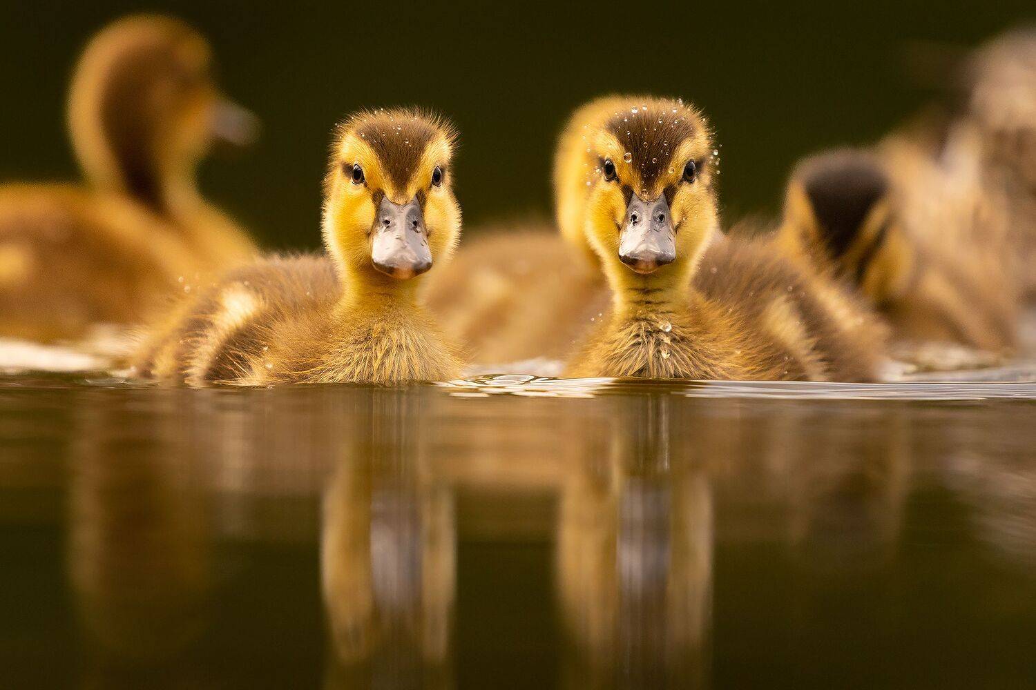 Ducklings. Автор: Robert Adamec , Robert Adamec