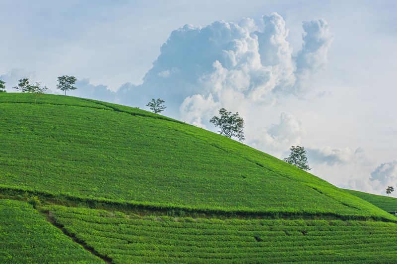 Long Coc фото превью