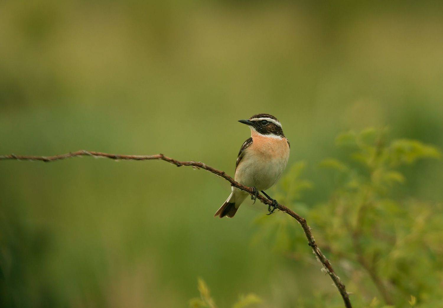 чекан, птицы, birds, wildlife, whinchat, Алексей Юденков