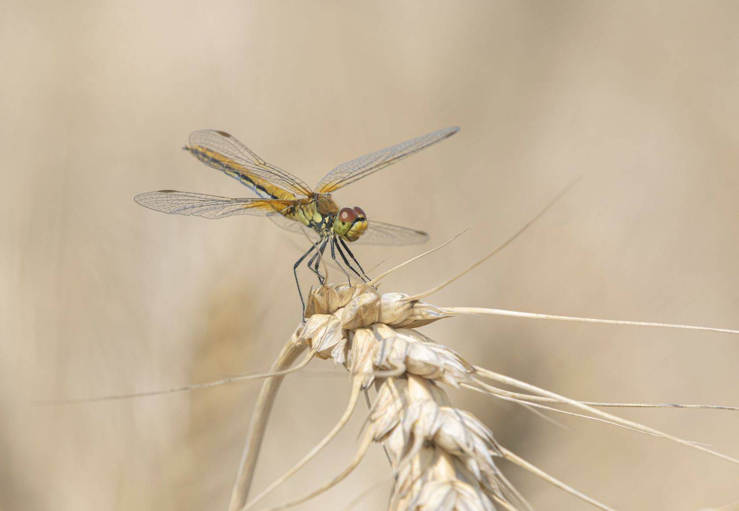 природа, лето,стрекоза, Андрей Киселёв