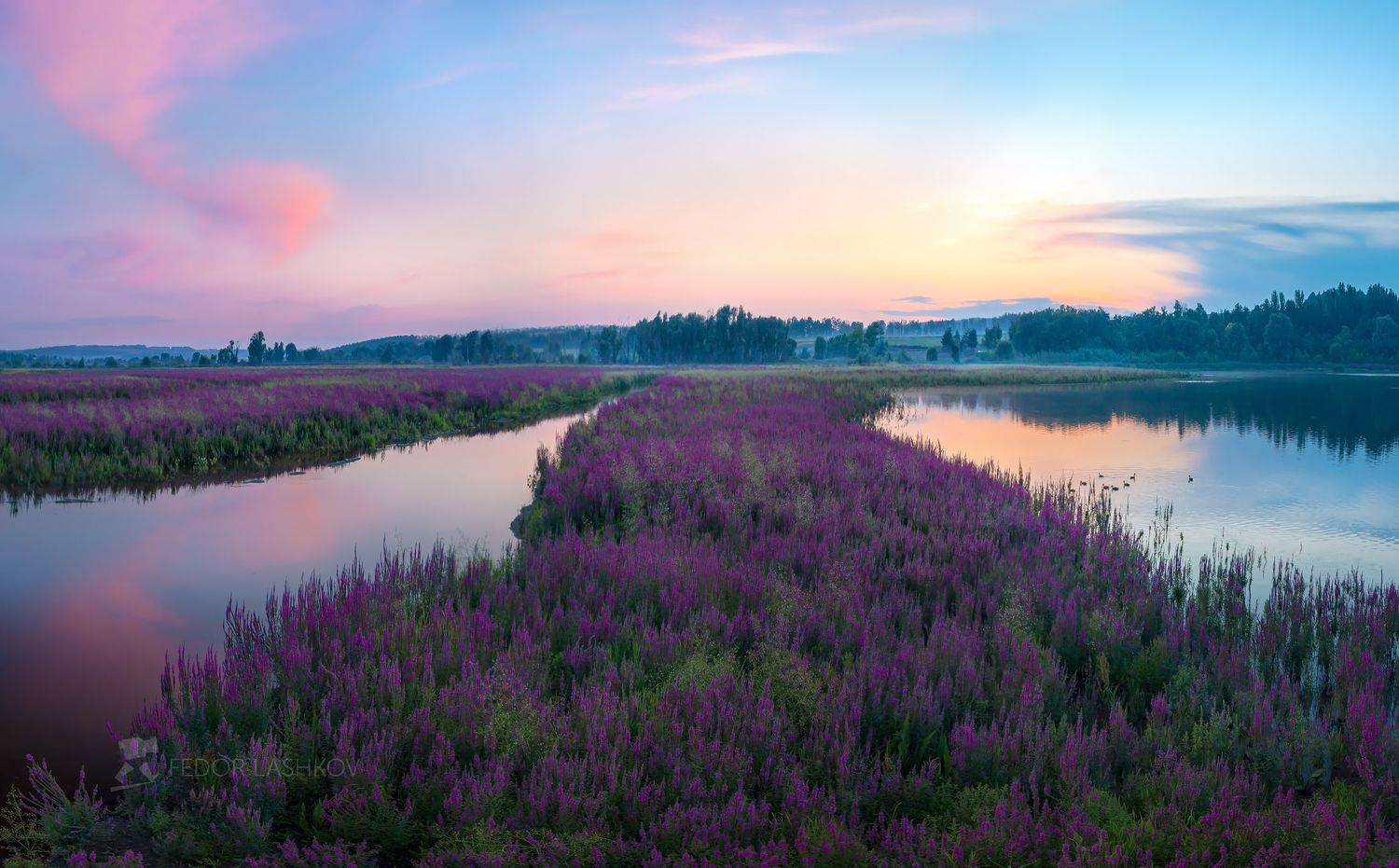 белгородская область, лето, июль, летнее, цветение, закат, сумерки, красочное, фиолетовое, облака, облачно, пруд, озеро, водоём, цветы, дербенник иволистный, тропа,, Лашков Фёдор