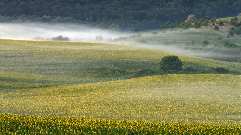 . . . фото превью